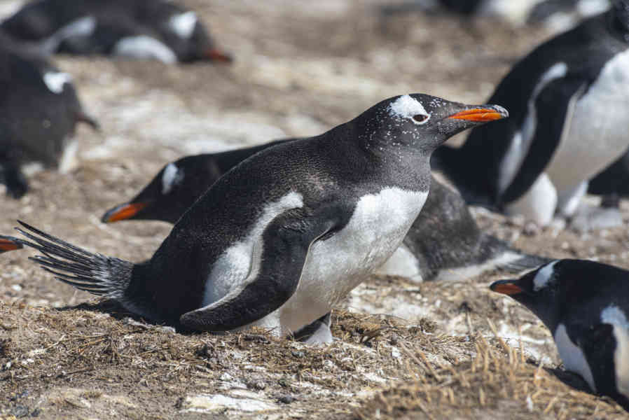 Pingüino Gentoo - islas Falkland o Malvinas 23.jpg